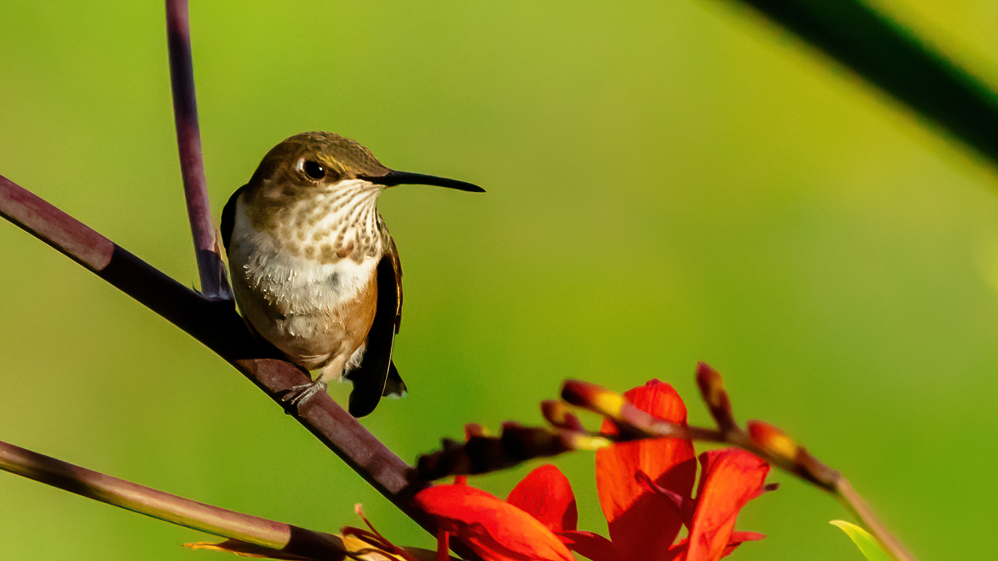 Washington Coast Humming Bird 02